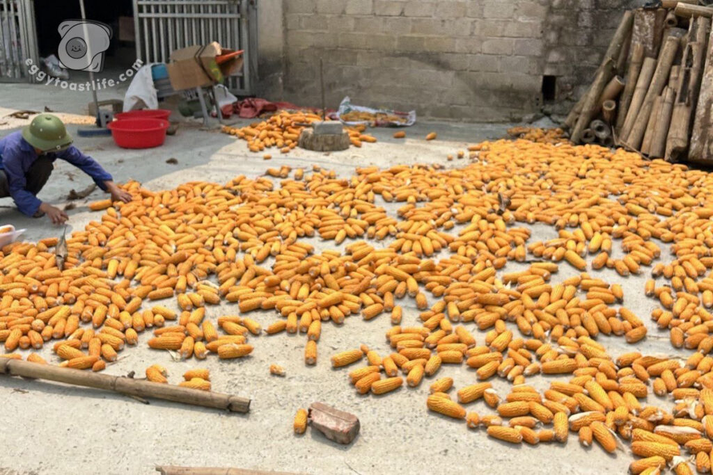 corn drying in the sun